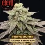 Rope Burn (Feminized) - Elev8 Seeds