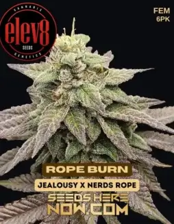 Rope Burn Feminized Seeds (space) Hybrid Cannabis Strain with Citrus, Pine, Diesel, Earthy Aroma and Flavors