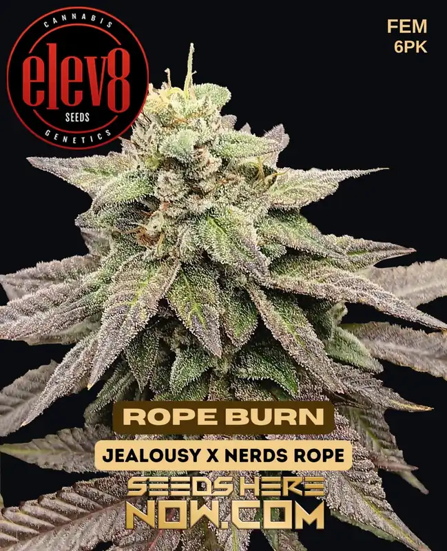 Rope Burn Feminized Seeds - Hybrid Cannabis Strain with Citrus, Pine, Diesel, Earthy Aroma and Flavors