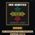 Rose (Feminized) - Irie Genetics