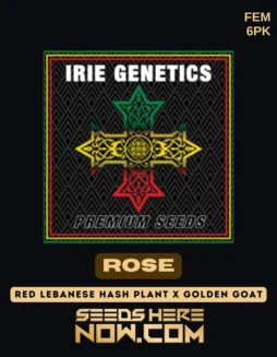 Rose Feminized Seeds (space) Hybrid Strain with Sweet Earthy Aroma and Balanced Effects
