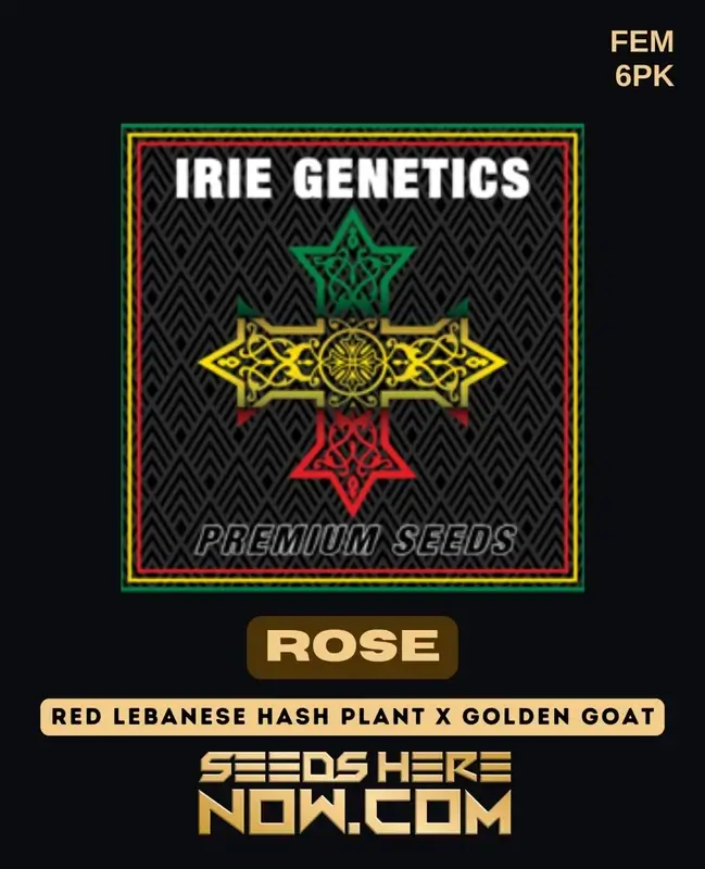 Rose Feminized Seeds - Hybrid Strain with Sweet Earthy Aroma and Balanced Effects