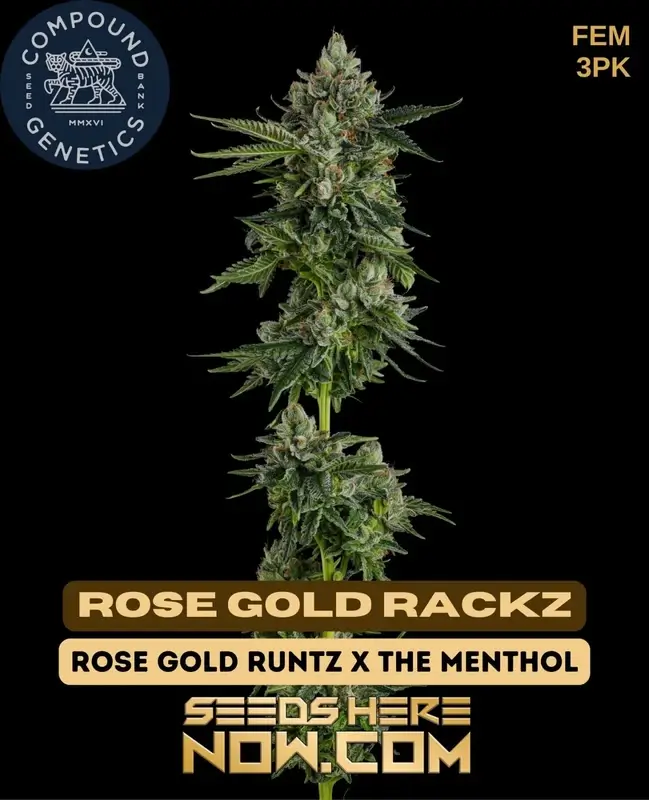Rose Gold Rackz feminized cannabis seeds by Compound Genetics, featuring a blend of Rose Gold Runtz and The Menthol