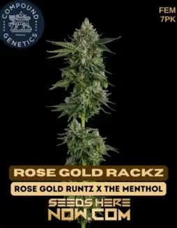 Rose Gold Rackz Feminized Seeds (space) Hybrid Cannabis by Compound Genetics