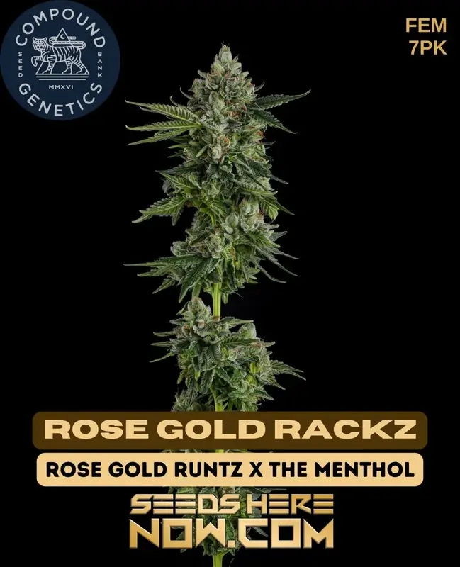 Rose Gold Rackz Feminized Seeds - Hybrid Cannabis by Compound Genetics