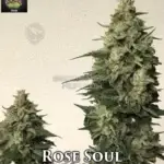 Rose Soul (Feminized) - Trichome Jungle