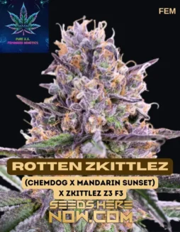 Pack of Rotten Zkittlez S1 Feminized Seeds by Pure XX displaying vibrant hybrid cannabis strain