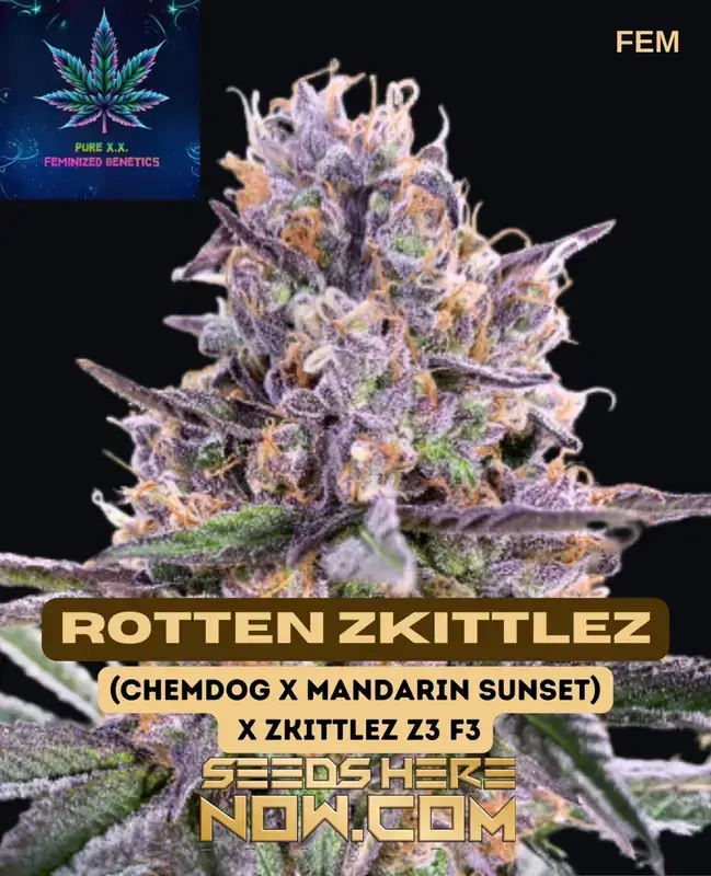 タ*ゥ様 T.loliacea Compact Good Clone SEEDL Buy Hazel T Autoflower Cannabis Seeds - Potent And Flavorful