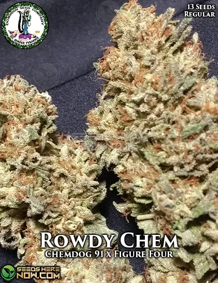 Rowdy Chem cannabis seeds by Dominion Seed Company, featuring Chem 91 and Figure Four lineage