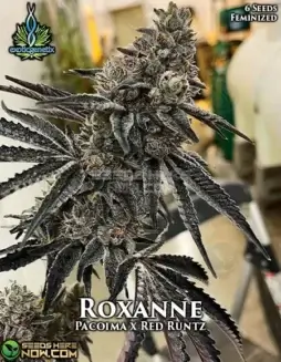 Roxanne Feminized Cannabis Seeds by Exotic Genetix featuring Pacoima Kush and Red Runtz