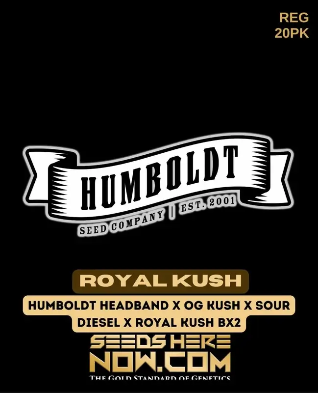 Royal Kush cannabis seeds, regular type by Humboldt Seed Company, featuring pine and earthy aroma