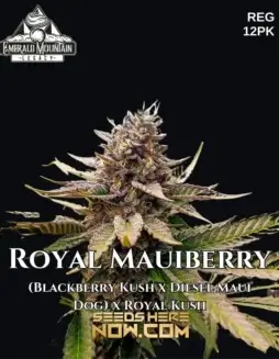Royal Mauiberry regular cannabis seeds pack by Emerald Mountain Legacy, indica dominant, berry and tropical flavors
