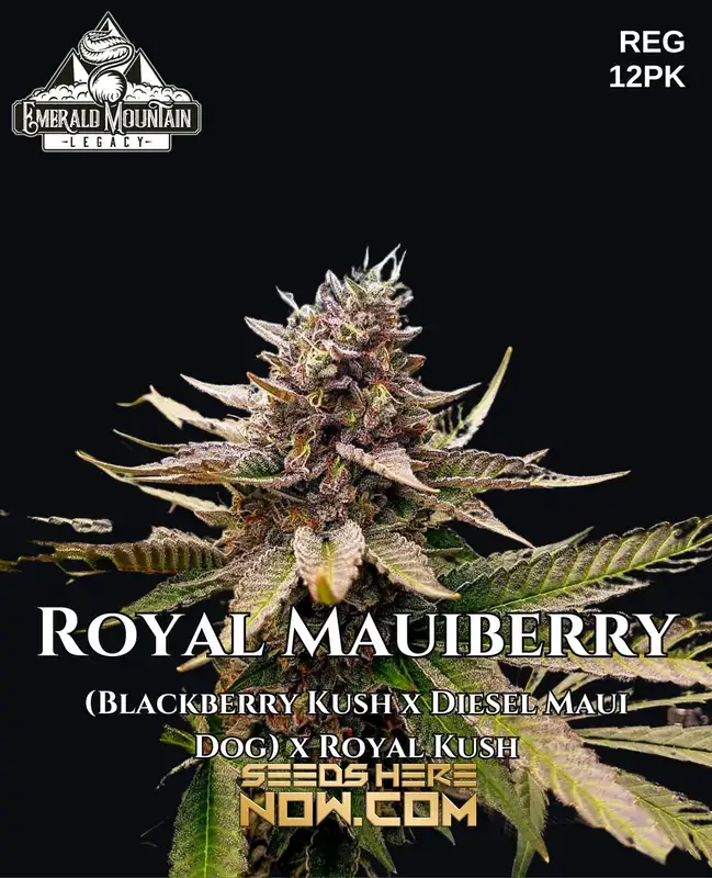 Royal Mauiberry regular cannabis seeds pack by Emerald Mountain Legacy, indica dominant, berry and tropical flavors