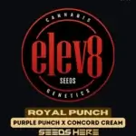 Royal Punch (Feminized) - Elev8 Seeds