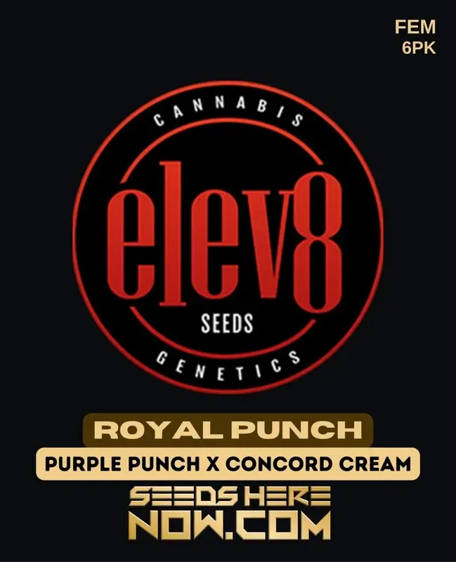 Royal Punch Feminized Seeds - Elev8 Seeds featuring Purple Punch x Concord Cream lineage
