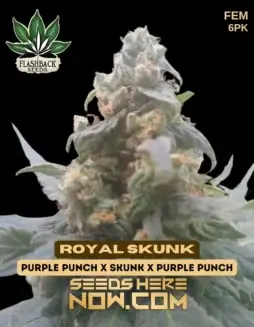Image of Royal Skunk Feminized Cannabis Seeds by Flashback Seeds