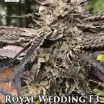 Royal Wedding F3(Regular) - Emerald Mountain Legacy