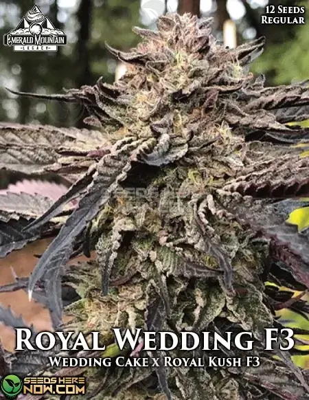 Royal Wedding F3 Cannabis Seeds by Emerald Mountain Legacy, featuring Wedding Cake and Royal Kush genetics