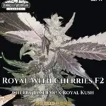 Royal With Cherries F2 (Regular) - Emerald Mountain Legacy