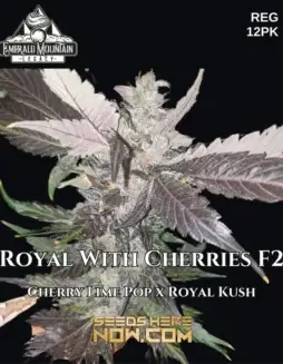 Royal With Cherries F2 Cannabis Seeds by Emerald Mountain Legacy featuring Cherry Lime Pop and Royal Kush lineage