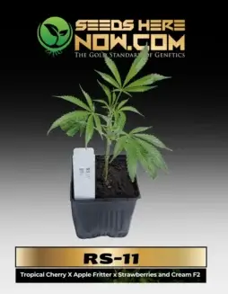RS(space)11 Cannabis Clone in a 3.5(space)inch pot showing lush green leaves