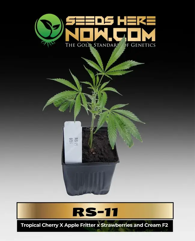 RS-11 Cannabis Clone in a 3.5-inch pot showing lush green leaves