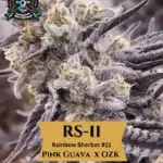 RS11 S1 (Feminized) - Elite Clone Seed Company