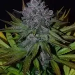 Ruby Rose (Regular) - Second Generation Genetics