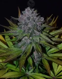 Ruby Rose regular cannabis seeds, hybrid strain by Second Generation Genetics