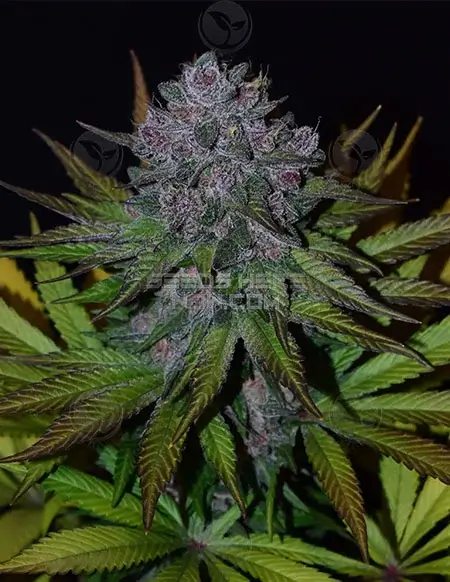 Ruby Rose regular cannabis seeds, hybrid strain by Second Generation Genetics