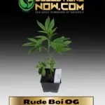 Rude Boi OG Clones - ACC
