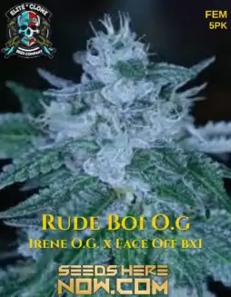 Rude Boy OG S1 Feminized Cannabis Seeds Pack