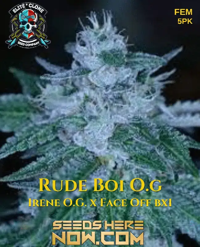 Rude Boy OG S1 Feminized Cannabis Seeds Pack