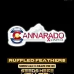 Ruffled Feather (Regular) - Cannarado Genetics
