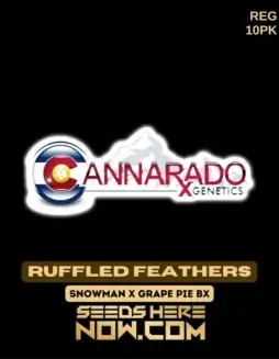 Ruffled Feather regular cannabis seeds by Cannarado Genetics, featuring Snowman and Grape Pie BX lineage