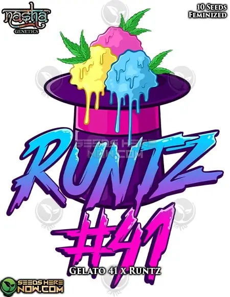 Pack of Runtz 41 feminized seeds by Nasha Genetics, featuring Gelato #41 and Runtz lineage