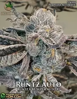 Runtz Auto Autoflower Seeds by Automatically Delicious featuring sweet, fruity, and tropical flavors with 20(space)24% THC.