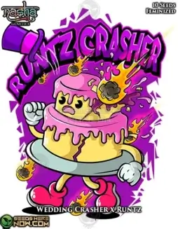 Runtz Crasher Feminized Seeds (space) Sweet Fruit and Creamy Vanilla Aroma