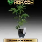 Runtz Of Eden (AKA Forbidden Runtz) Clones - ACC