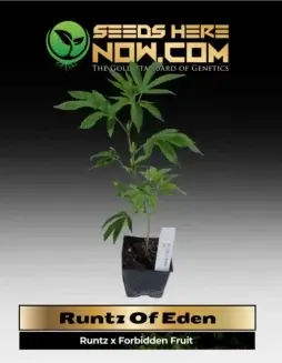 Healthy Runtz Of Eden (AKA Forbidden Runtz) Cannabis Clones in Soil Pots