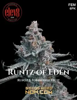 Runtz of Eden feminized seeds by Elev8 Seeds, featuring vibrant purple hues and fruity aroma