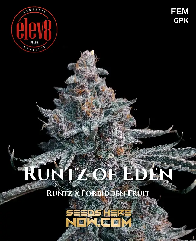 Runtz of Eden feminized seeds by Elev8 Seeds, featuring vibrant purple hues and fruity aroma