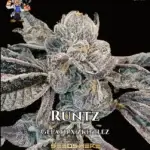 Runtz S1 (Feminized) - Dr. Blaze