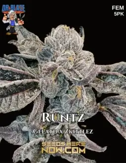 Runtz S1 Feminized Seeds (space) Gelato and Zkittlez Hybrid