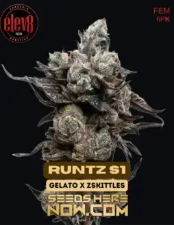 Runtz S1 Feminized Seeds (space) Hybrid Cannabis by Elev8 Seeds