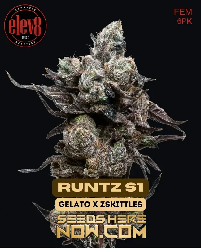 Runtz S1 Feminized Seeds - Hybrid Cannabis by Elev8 Seeds