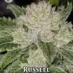 Russell (Regular) - Lucky Dog Seed Company