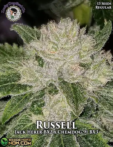 Russell Cannabis Seeds by Lucky Dog Seed Company featuring Jack Herer BX2 and Chem 91 BX3 lineage