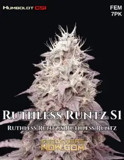 Pack of Ruthless Runtz S1 Feminized Seeds by CSI Humboldt