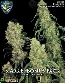 S.A.G.E. Bonus Pack cannabis seeds by T.H. Seeds, feminized seeds featuring Haze and Afghani genetics with effects of energy and creativity